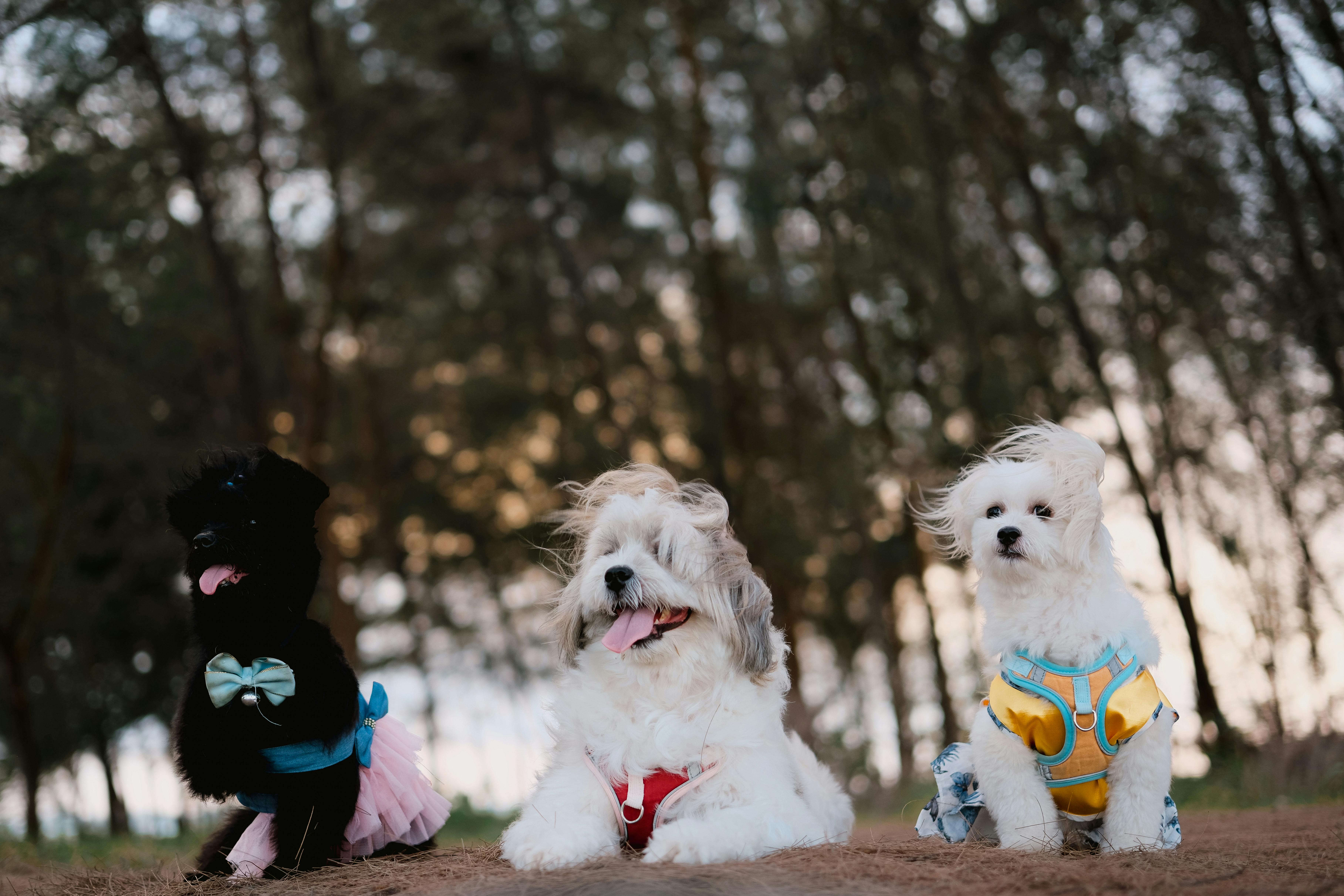 Understanding Collars: Types and Safety Tips