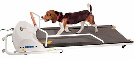 PetRun PR720F Treadmill: Quiet Exercise for Active Large Dogs