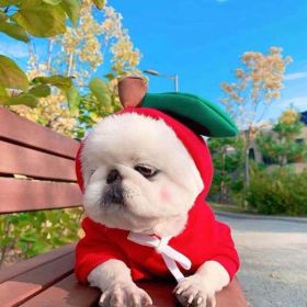 Fruit Dog Clothes - Cute and Warm Outfit (Option: 1 Style-XS)